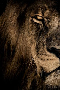African Wild Lion Head Modular Picture